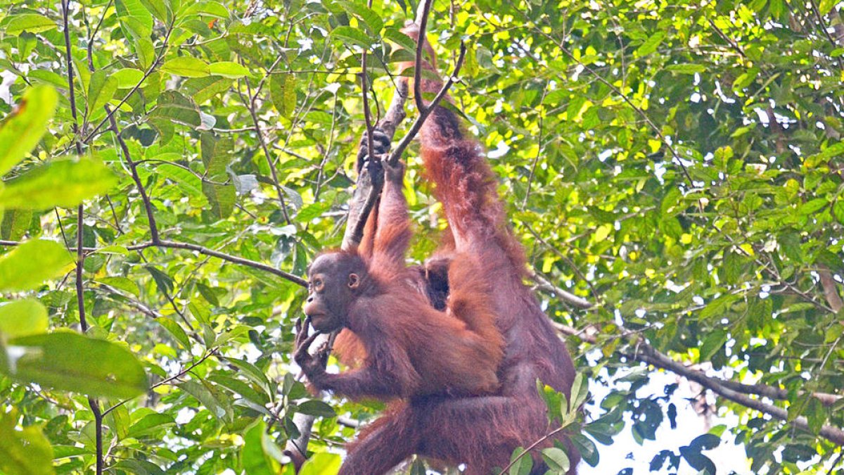 Borneo, indonèsia