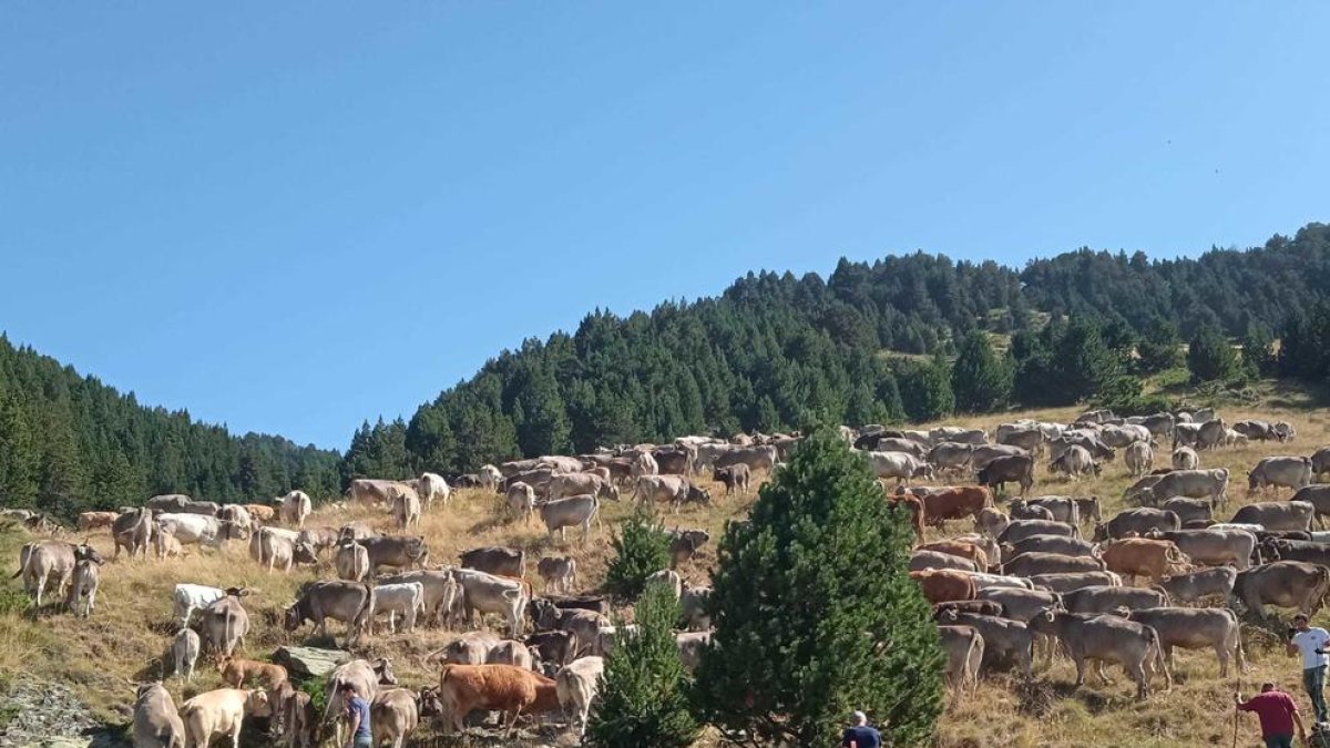 La vacada de Canillo fa el canvi de vessant de la vall