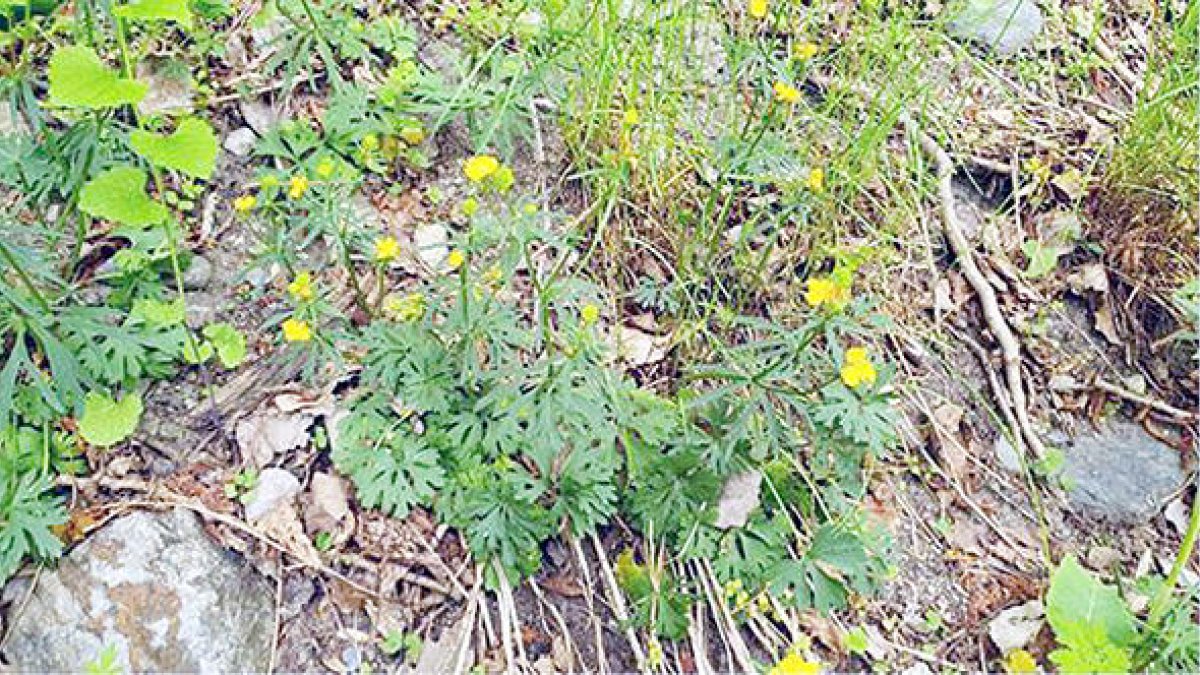La planta a la zona on es construirà la infraestructura.