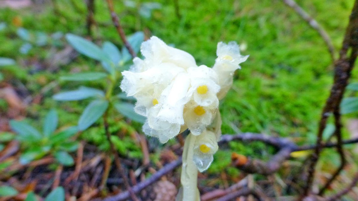 Les plantes necessiten una molècula concreta i de color verd: la clorofil·la.