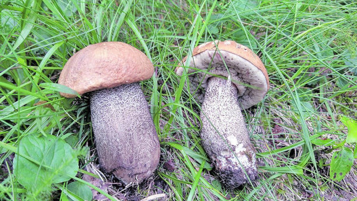 Dos bolets junts.
