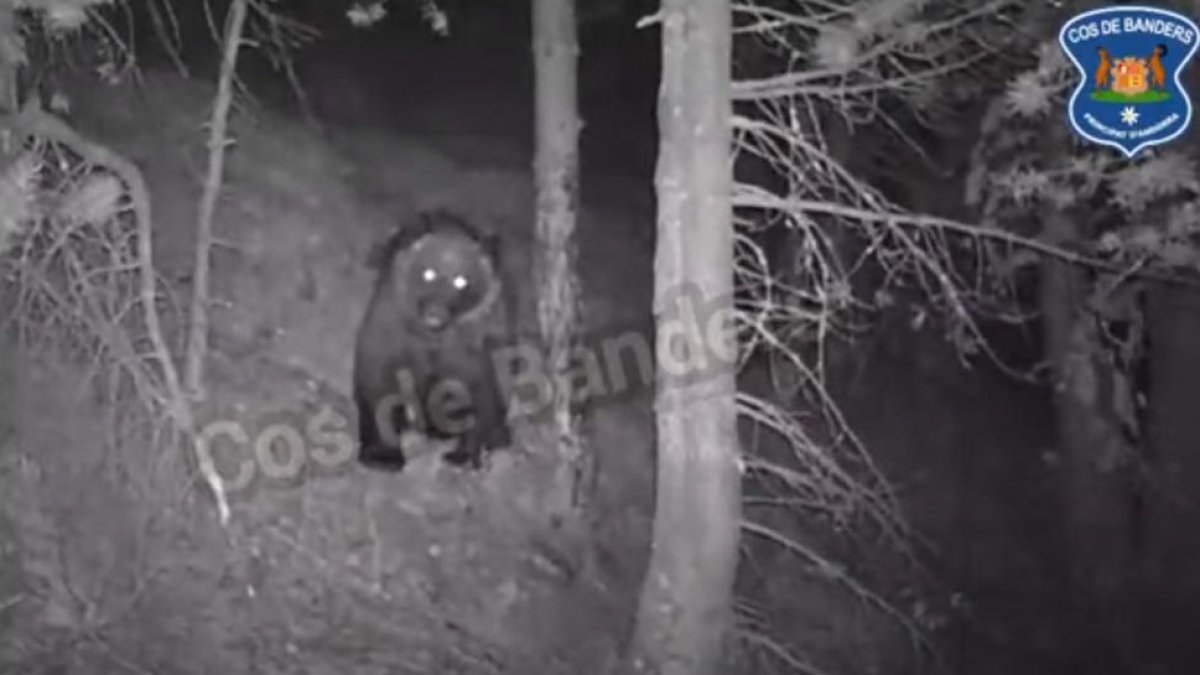 Captura de la gravació de l'os a Ordino.
