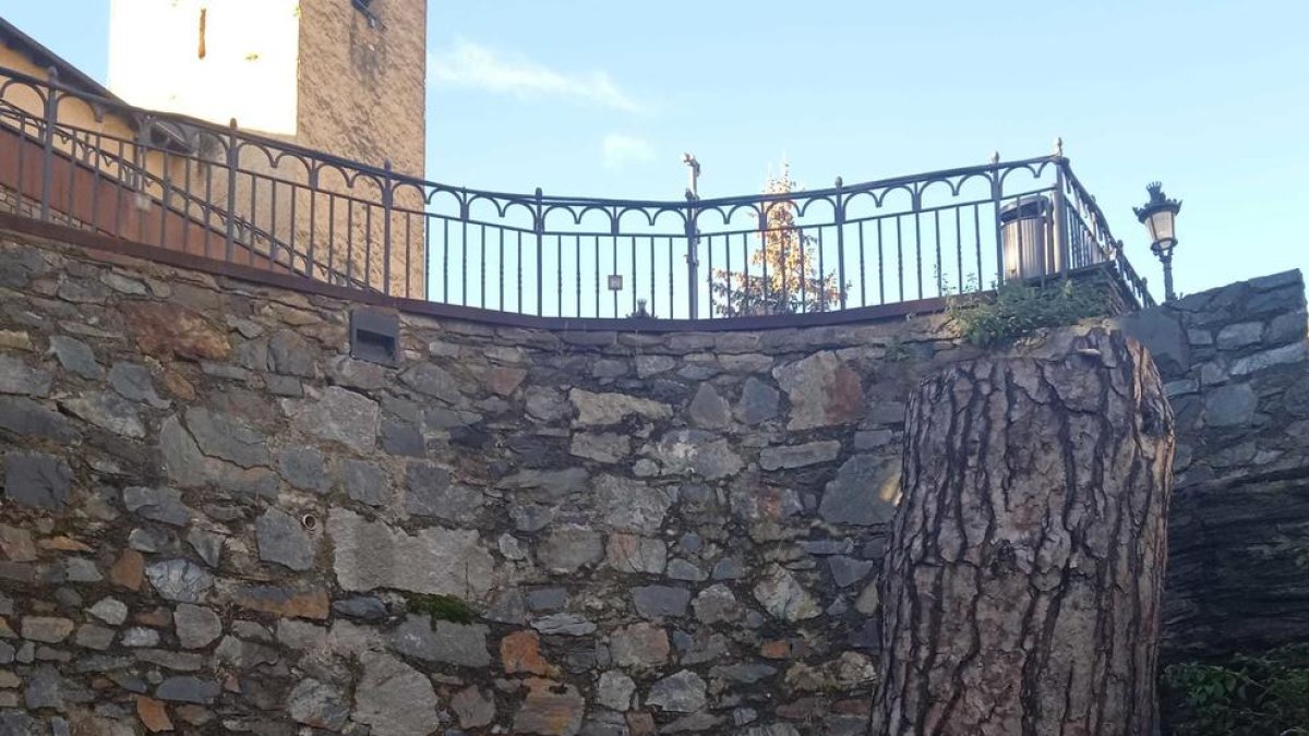 L'arbre massanenc que es convertirà en escultura