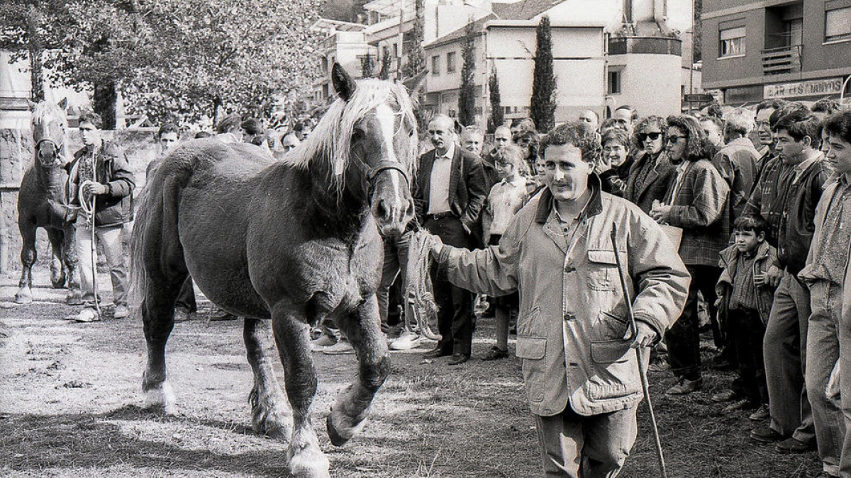Exhibició de bestiar en la Fira del 27 d'octubre del 1991.