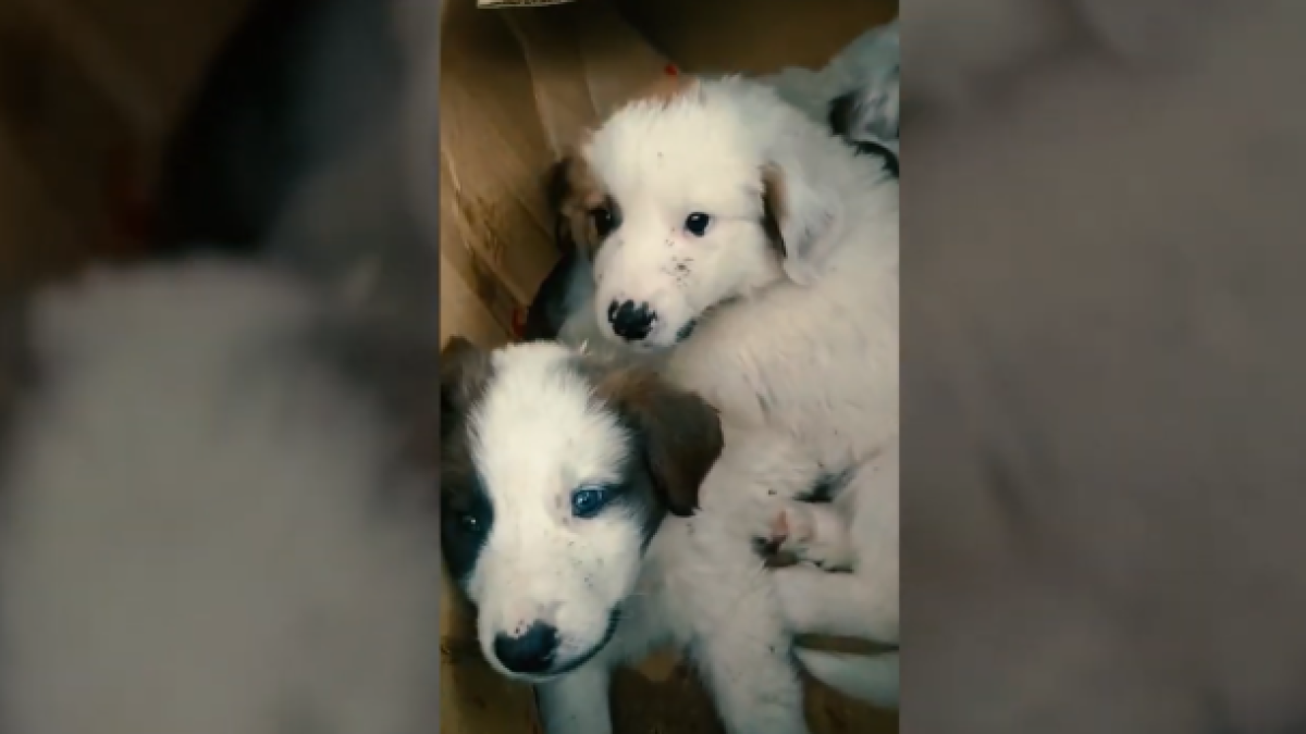 Dos dels cadells abandonats