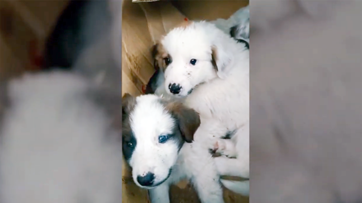 Els gossos dins d'una capsa.