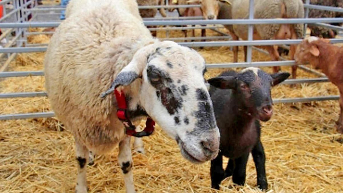 Bestiar a la passada edició de la fira a Andorra la Vella.