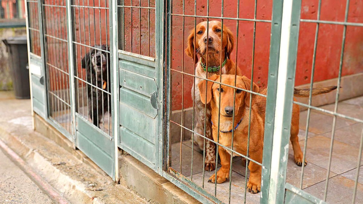 Tres gossos a les instal·lacions de la gossera.