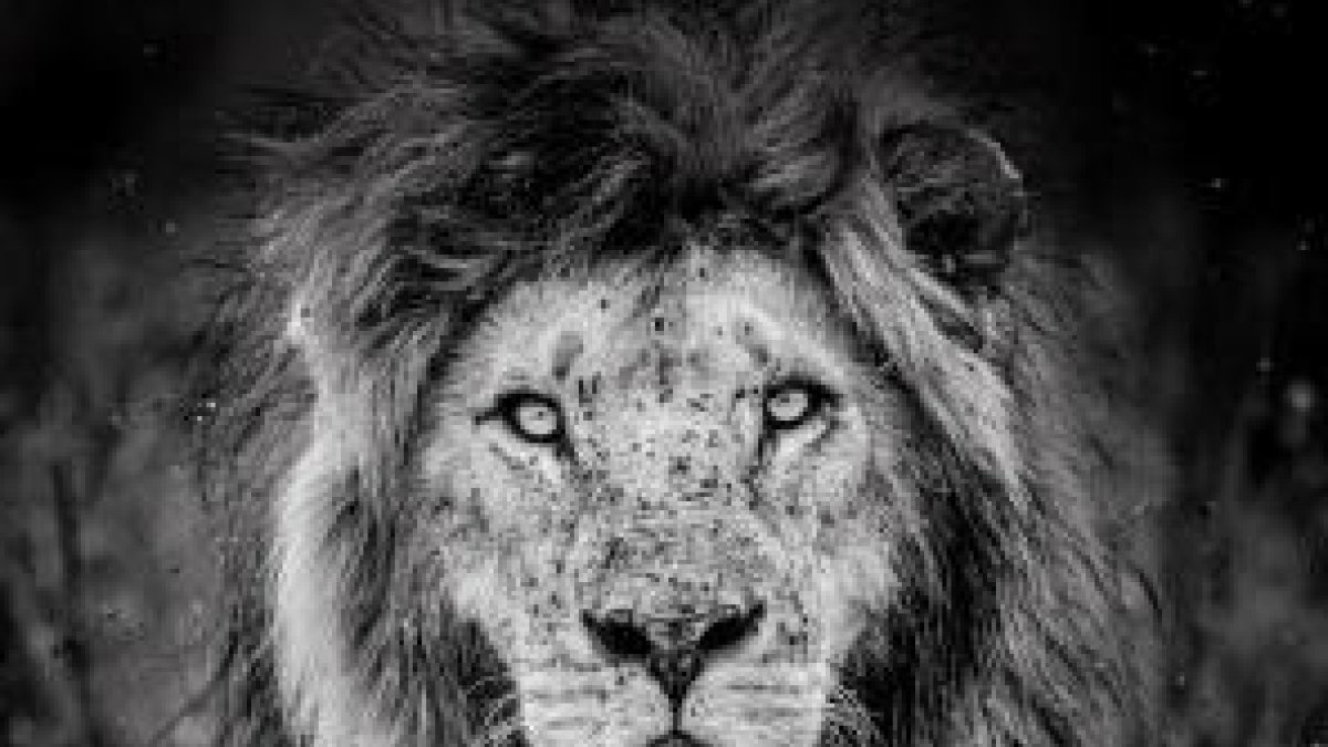 Visita guiada a l'exposició 'La sisena extinció'