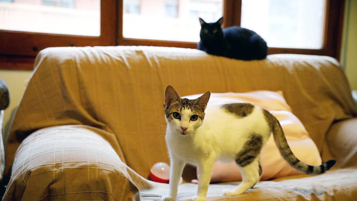 Dos gats acollits per l'associació Laika.