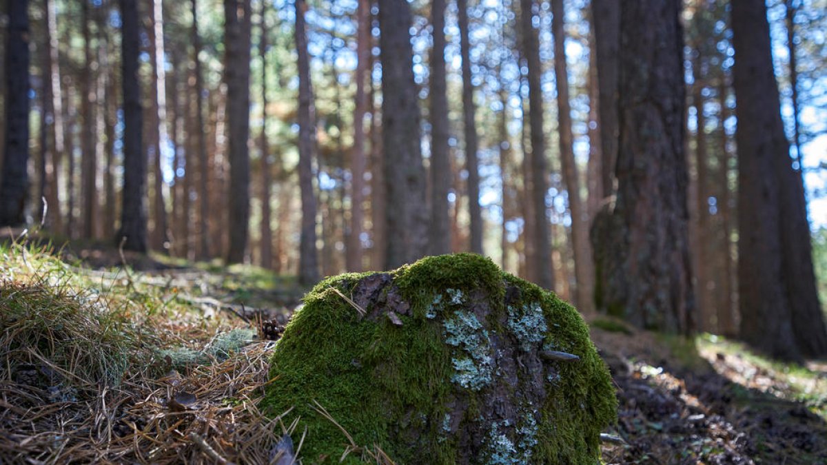 Un bosc de coníferes.