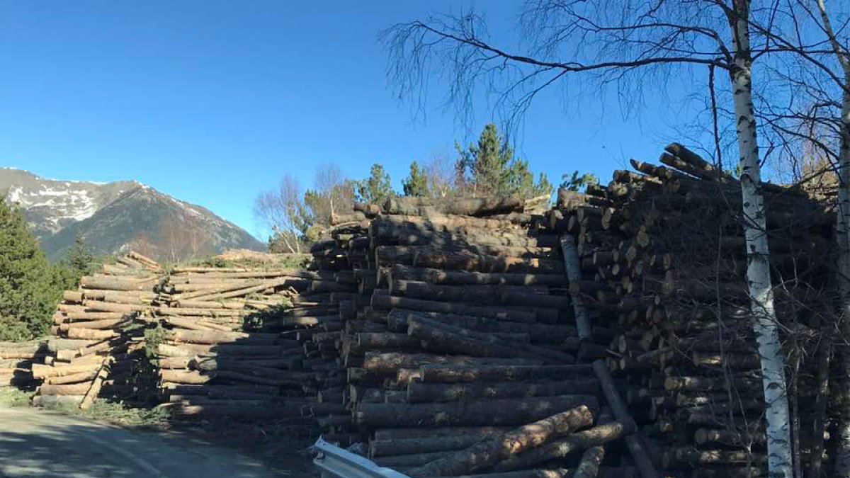 Arbres talats a la Caubella.