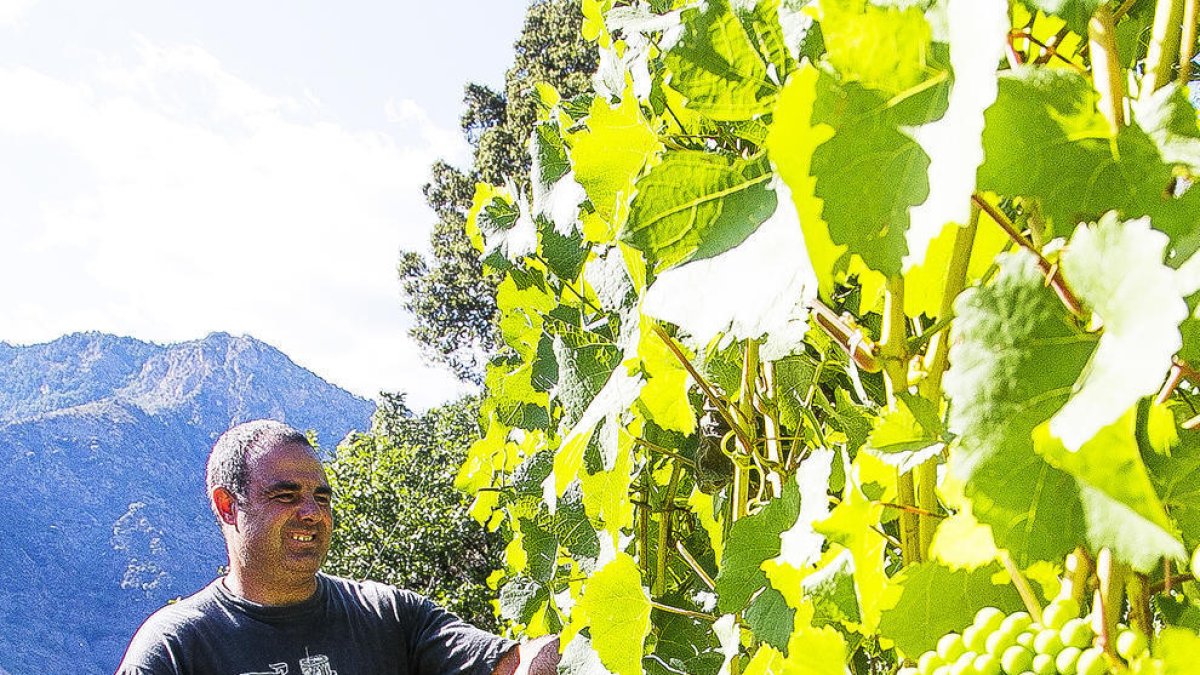 Plantació de raïm a Auvinyà