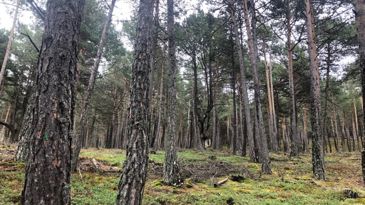 Bosc de pi roig a Arinsal.