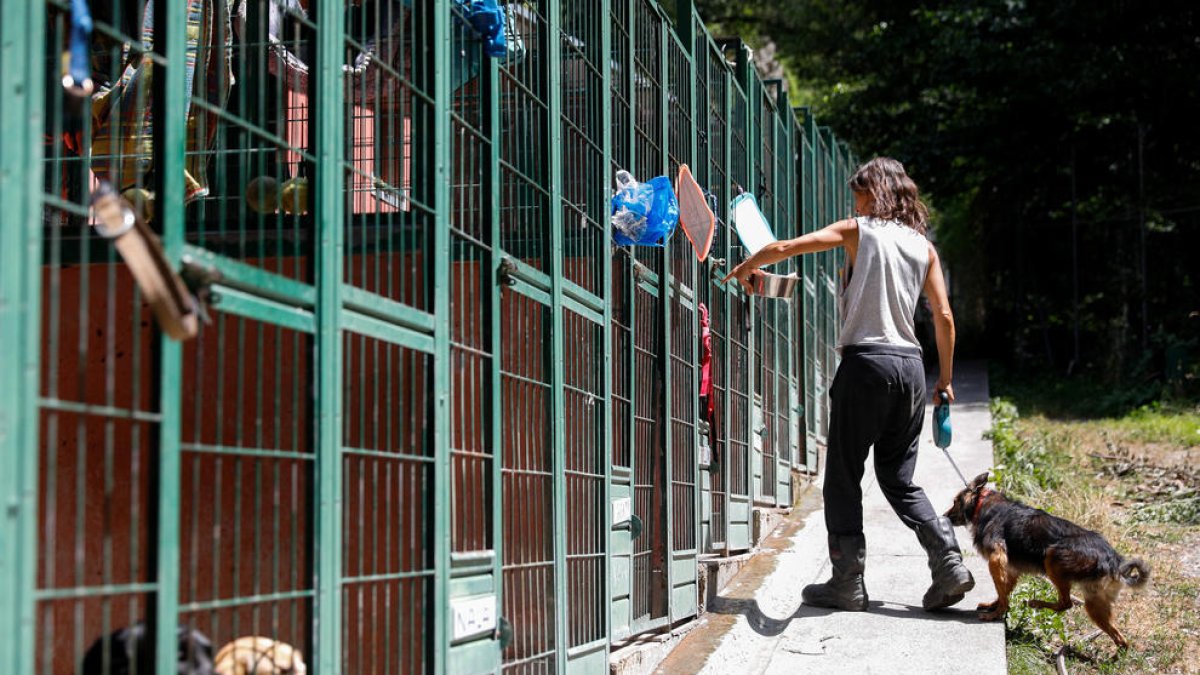 Gossos de la gossera amb la seva cuidadora.