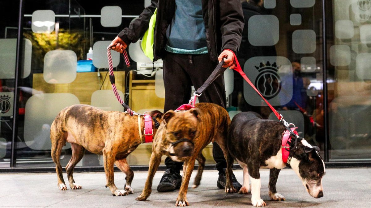 Gossos de raça perillosa o potencialment perillosa.