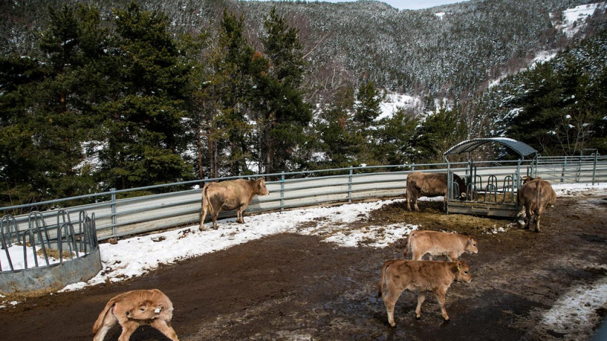 Uns exemplars de raça bruna.