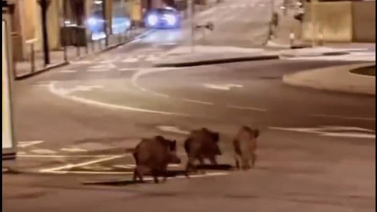 Els tres exemplars de porc sengalr.