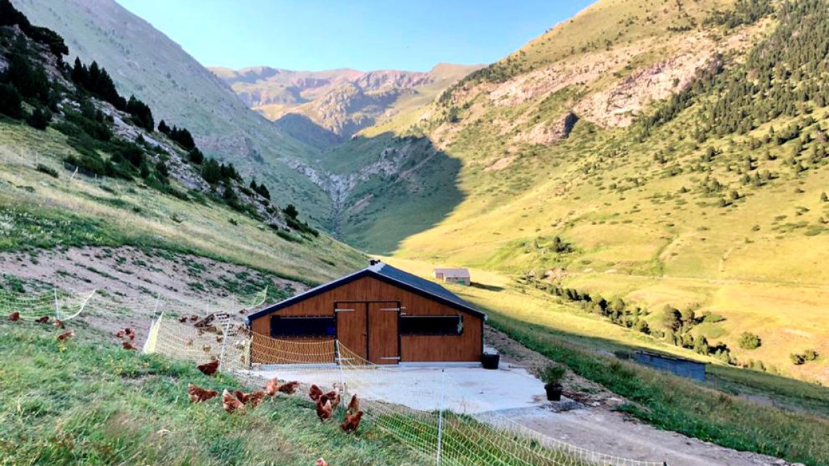 La granja de gallines amb certificat ecològic.