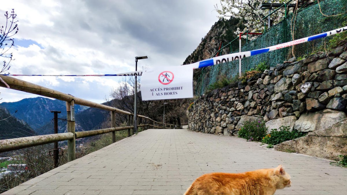 Un gat al passeig del rec del Solà, que té l'accés prohibit als vianants.