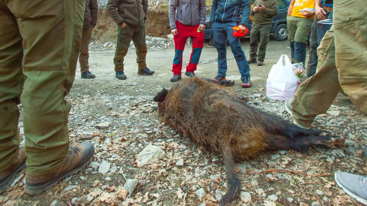 Un senglar abatut en una batuda.