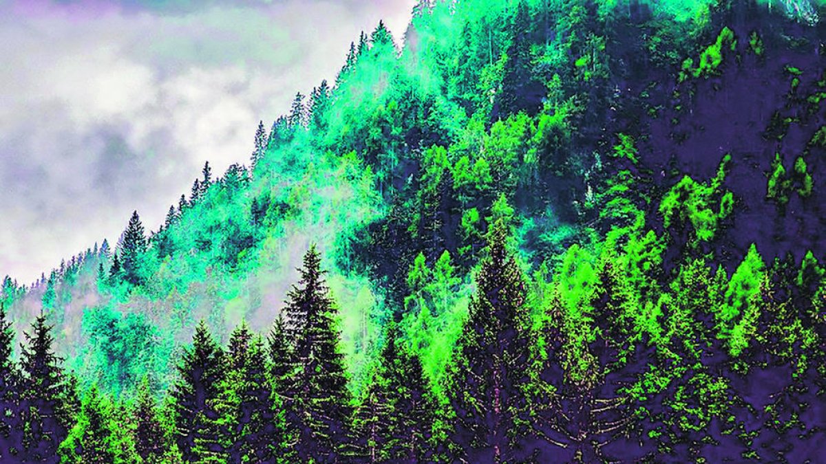 Un bosc d'Andorra.