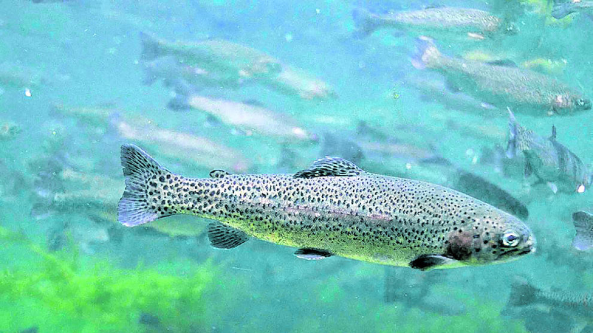 La truita arc de Sant Martí (Oncorhynchus mykis), una de les espècies presents al país.