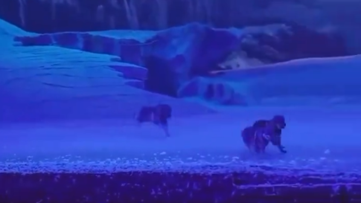 Llops causen un moment de pànic en un teatre