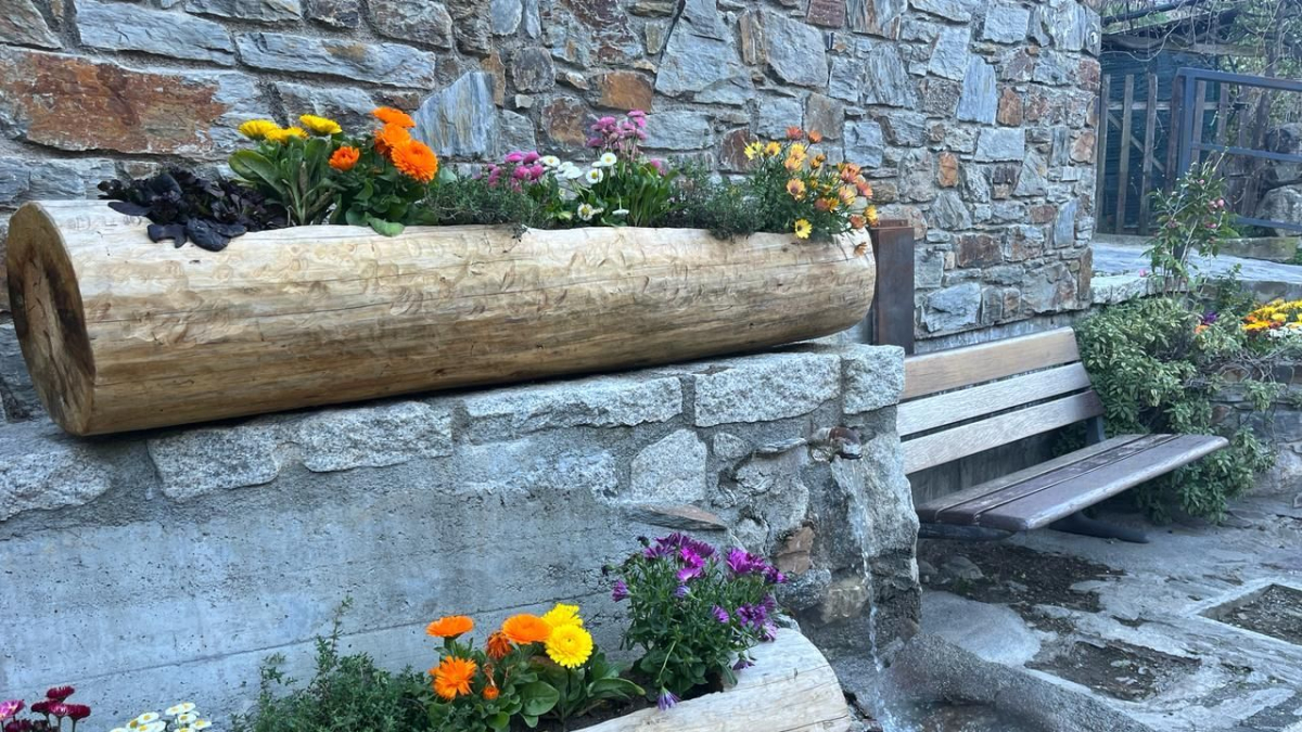 Plantes decoratives a la zona del Barri