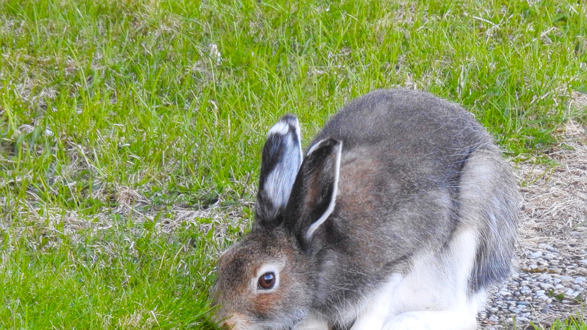 El demandant va abatre una llebre en una parcel·la tancada.