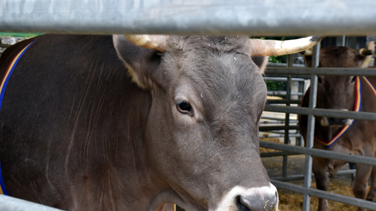 Una vaca de raça bruna