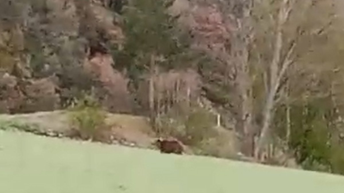 oso copia