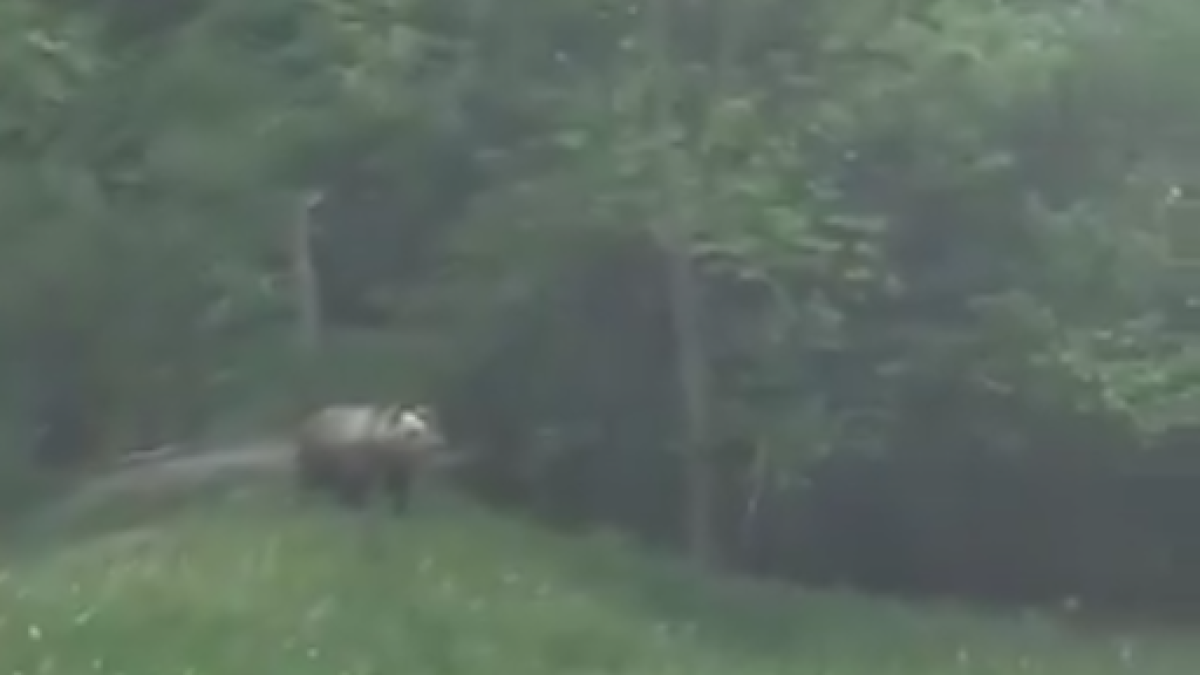 Aparició de l'os al país