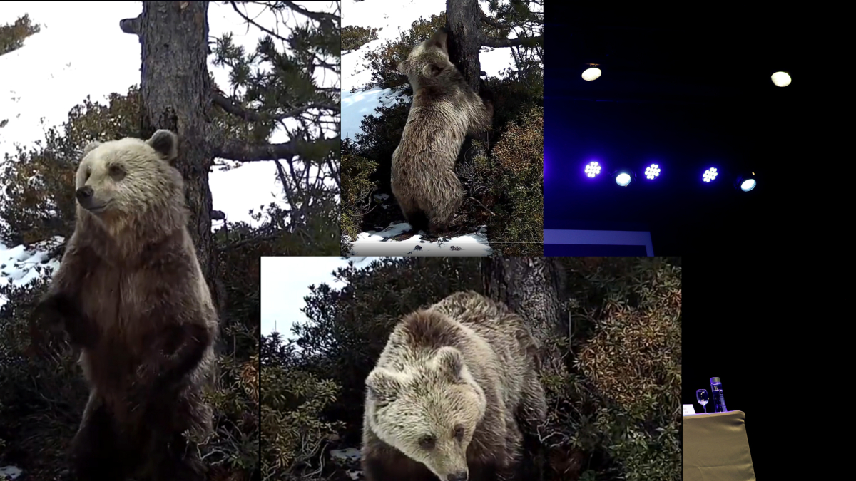 Imatges de l’os captades pel cos de banders.