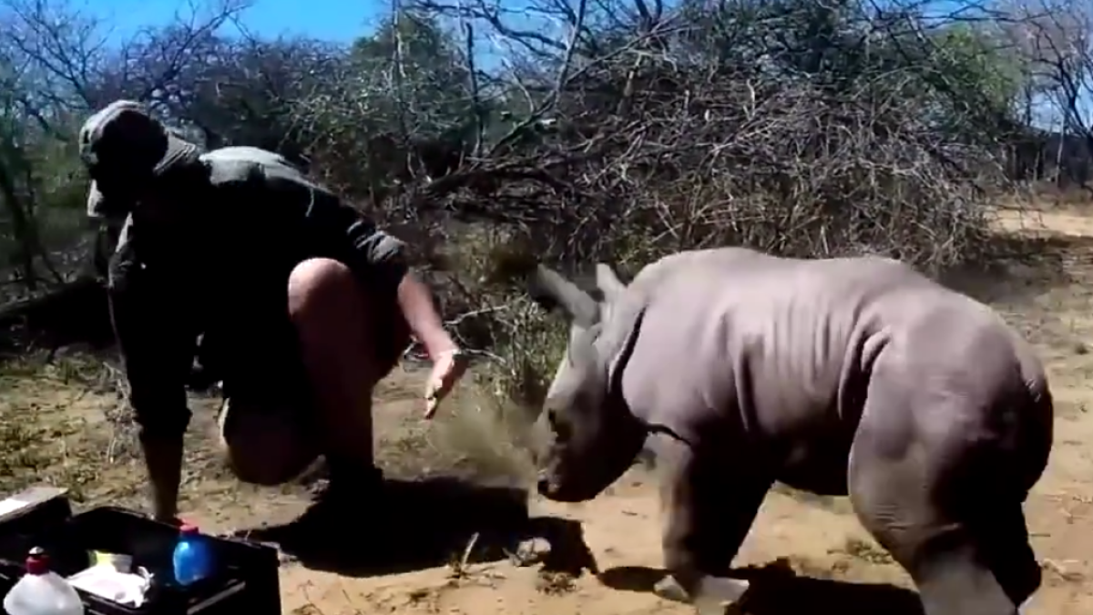 Un rinoceront protegeix la seva mare