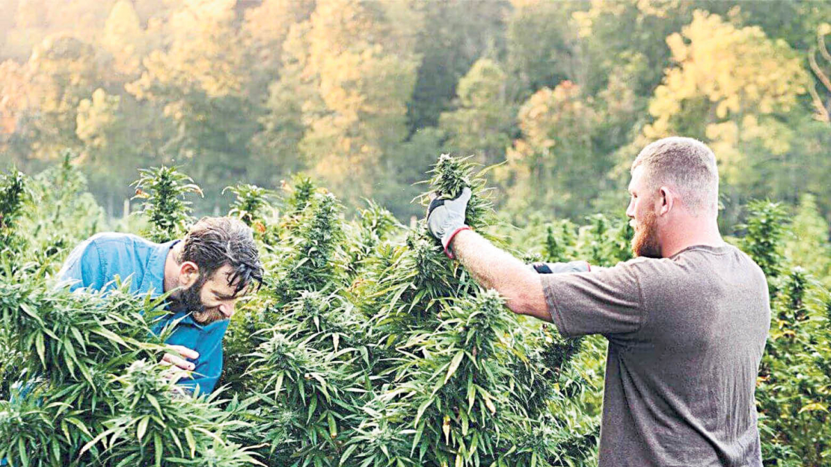 Una plantació cannàbica.