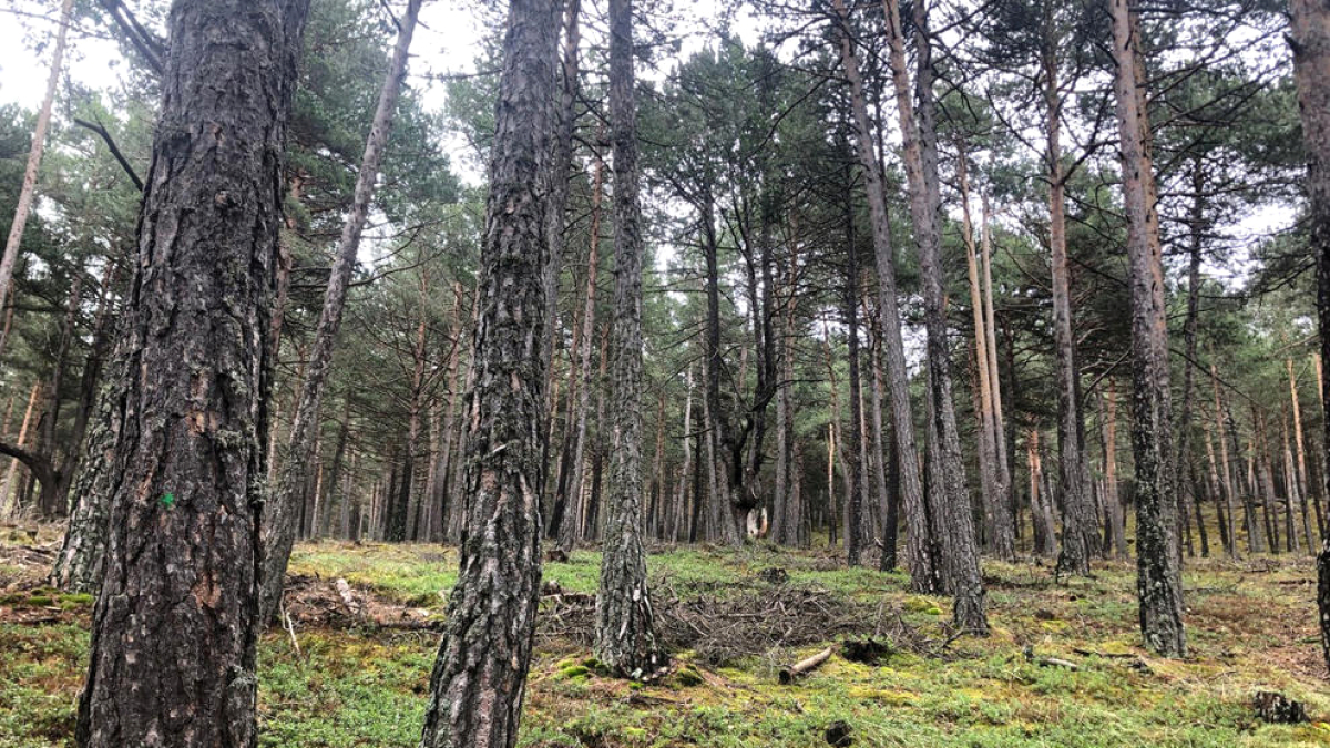 Un bosc d’Arinsal.
