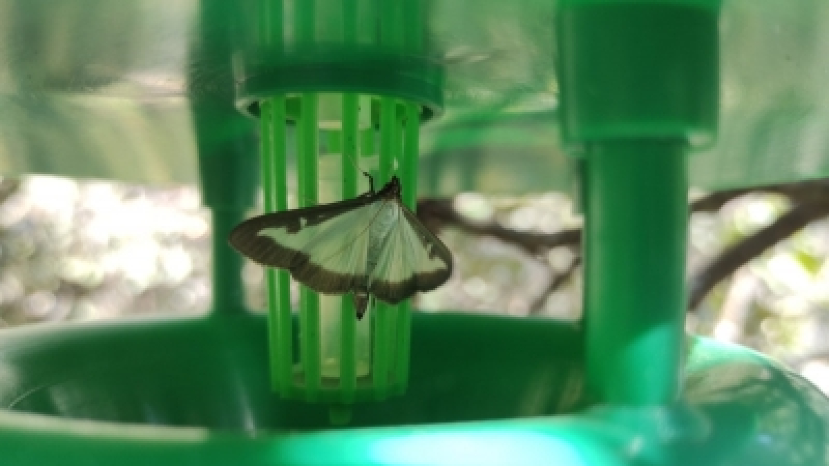 L’any passat es va detectar l’espècie notablement als dos indrets del seguiment que es fan a Andorra: Fontaneda i Enclar.