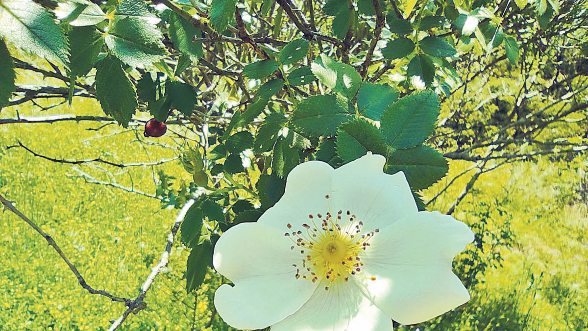 L’OBJECTIU DEL PROCÉS DE FLORIR ÉS LA REPRODUCCIÓ