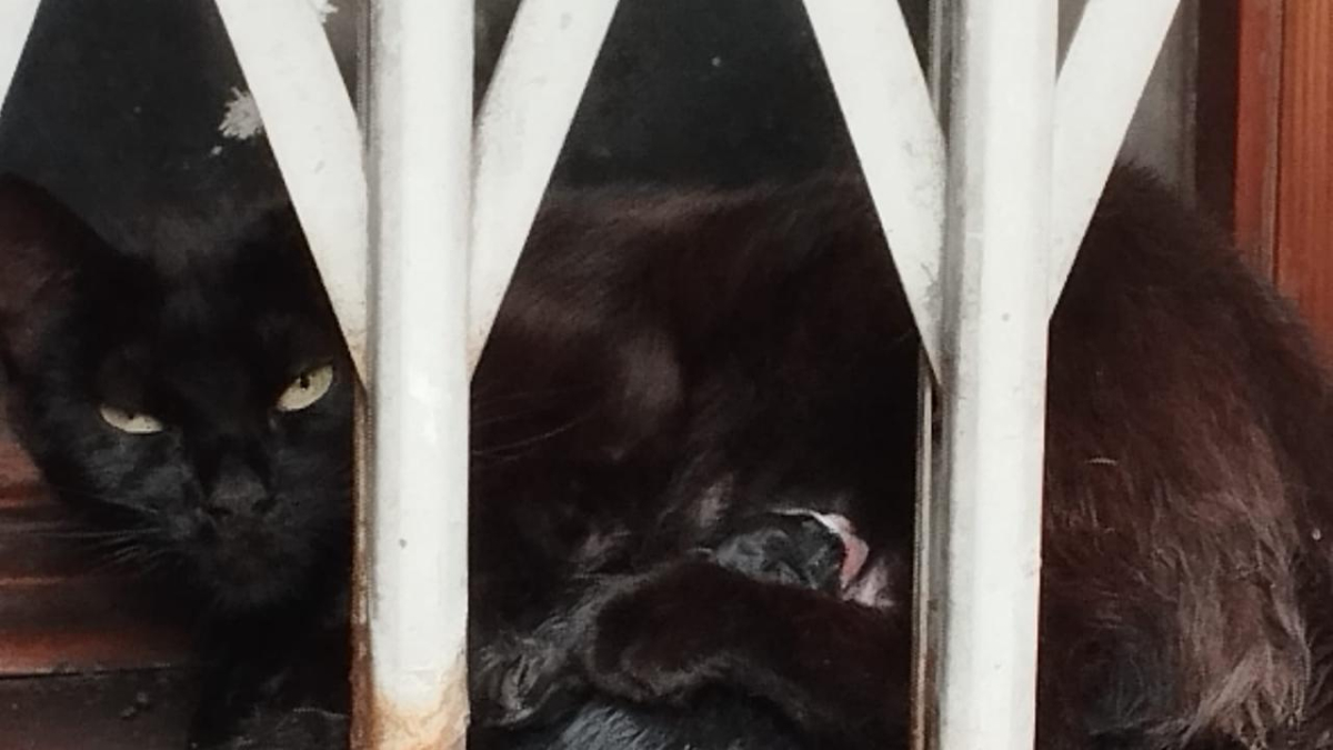 Els gatons amb la mare