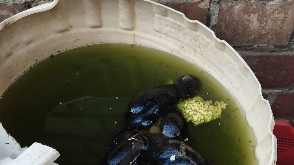 Els gatons van aparèixer morts en un bidó ple d’aigua.