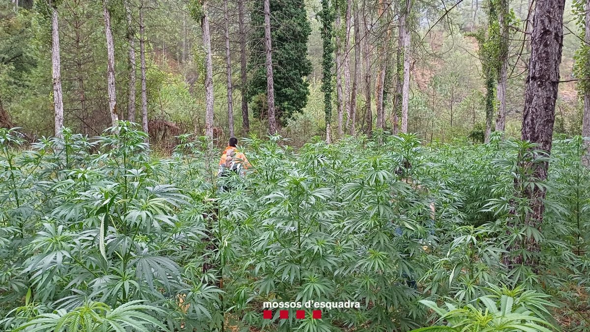 La plantació de marihuana estava en una zona boscosa i aïllada de Fígols i Alinyà