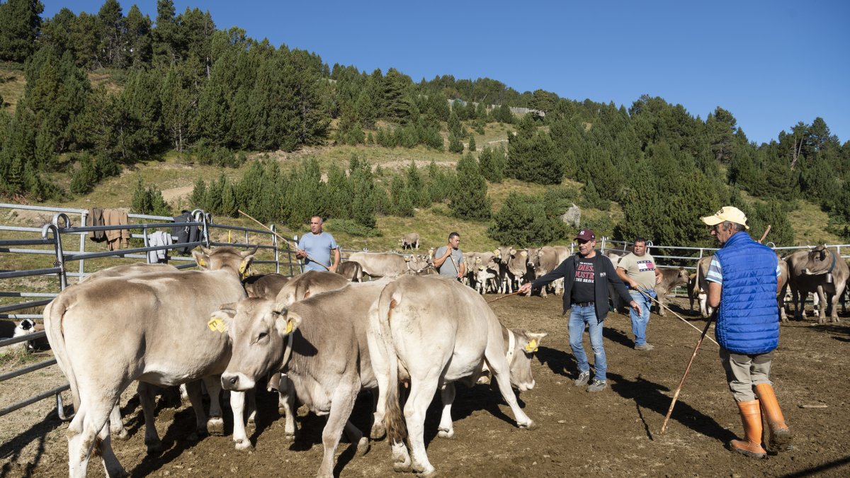 Sanejament de la vacada