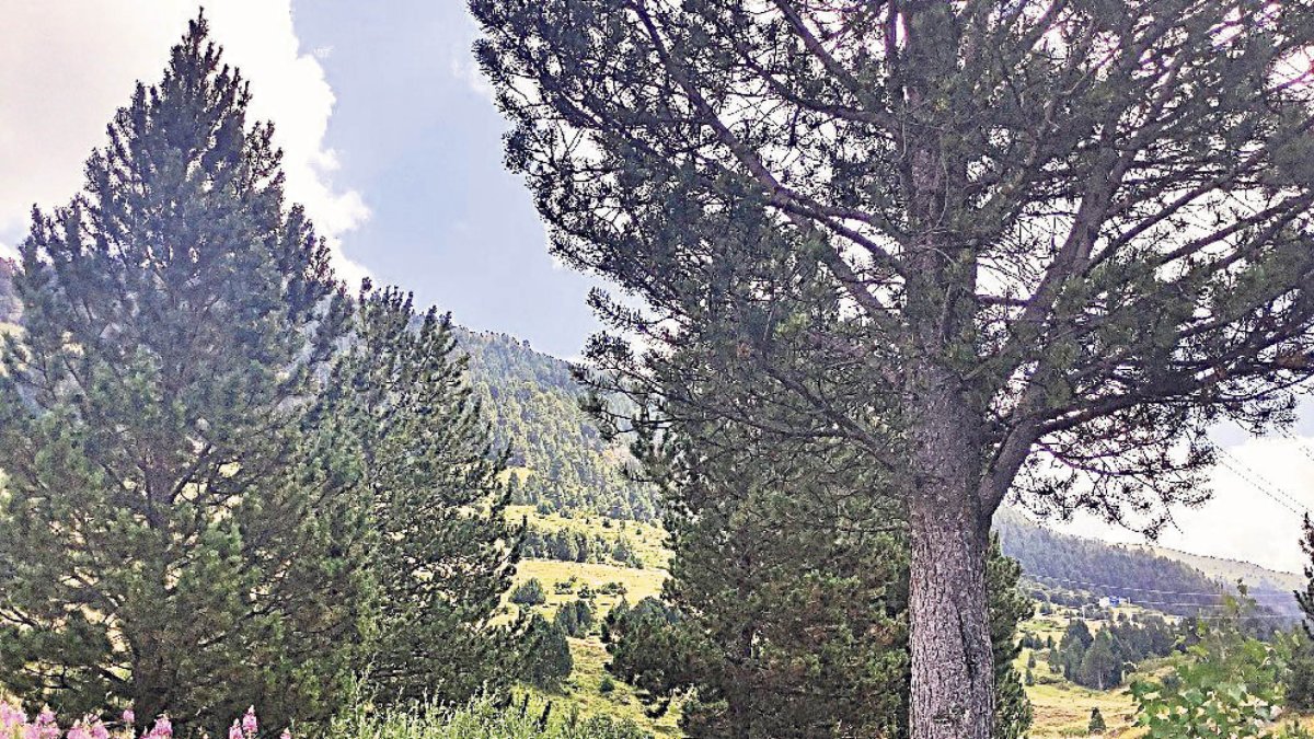 Arbres