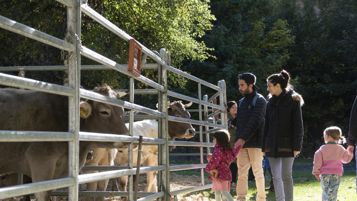 Una família observa unes vaques.