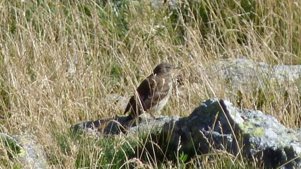 Grasset al port d'Incles