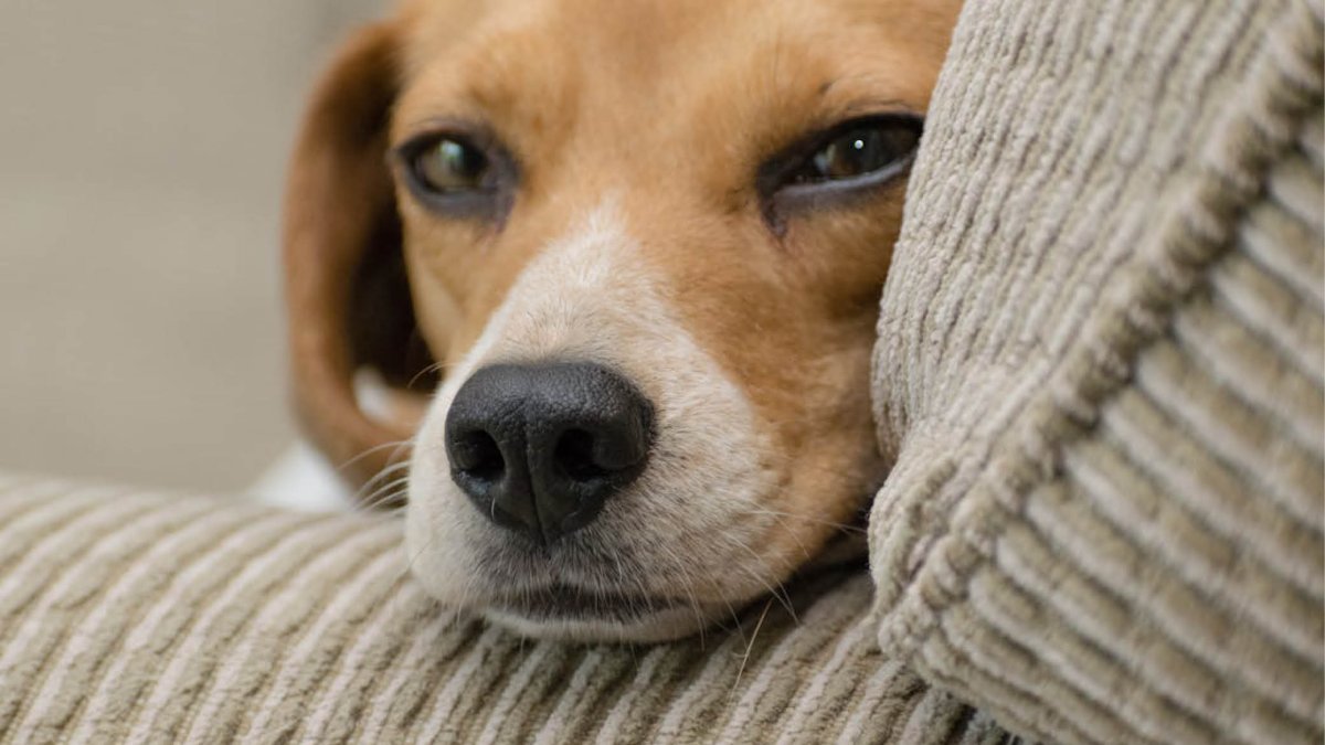 Les joguines són de gran ajuda quan l’animal s’està a casa