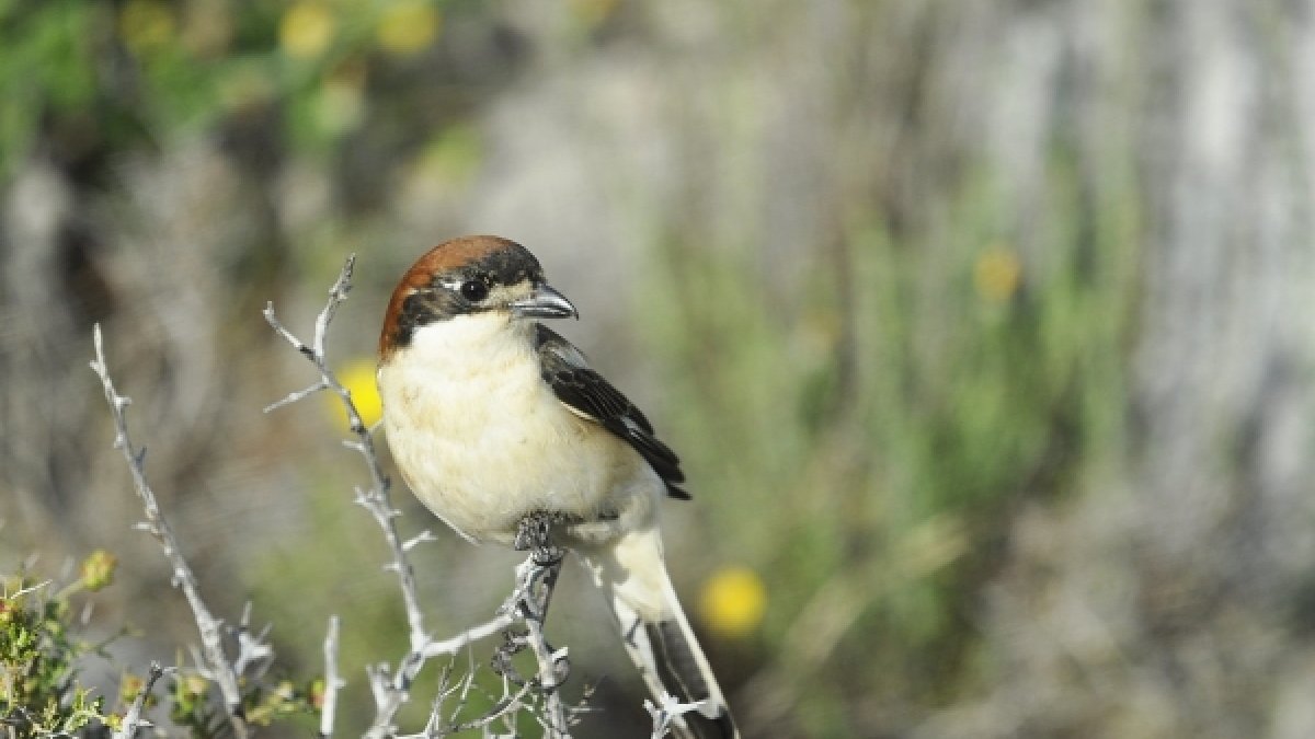El capsigrany és un dels ocells en perill d'extinció