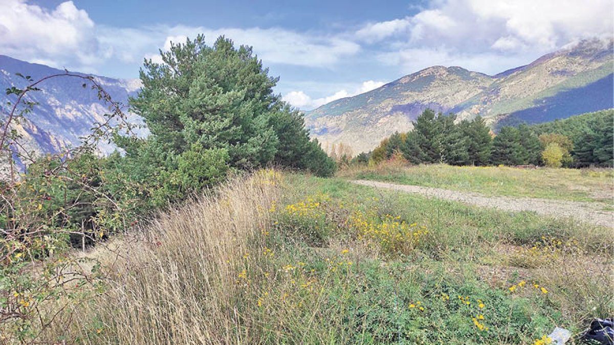 La seva capacitat d’invasió la fa molt difícil d’erradicar