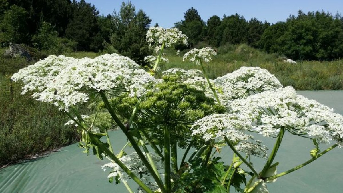 Un exemplar de pampa del Caucas.